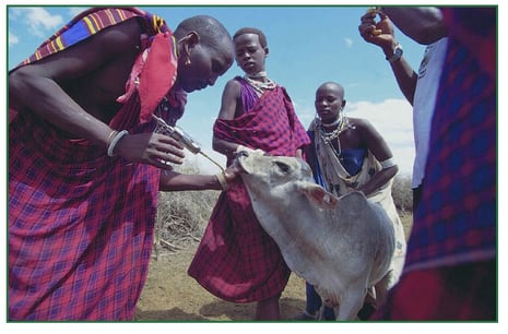 Vision Changer Animal Welfare Volunteering